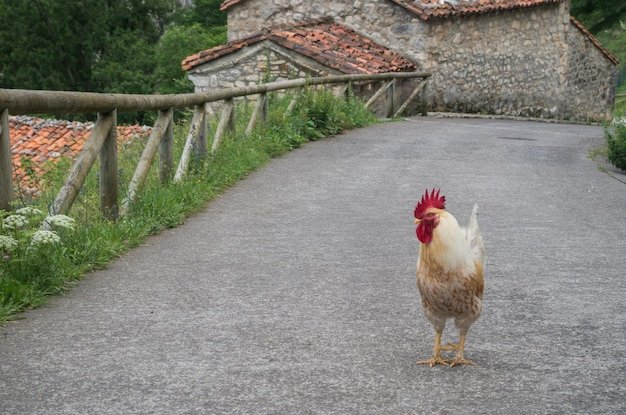 Spain - chicken road españa